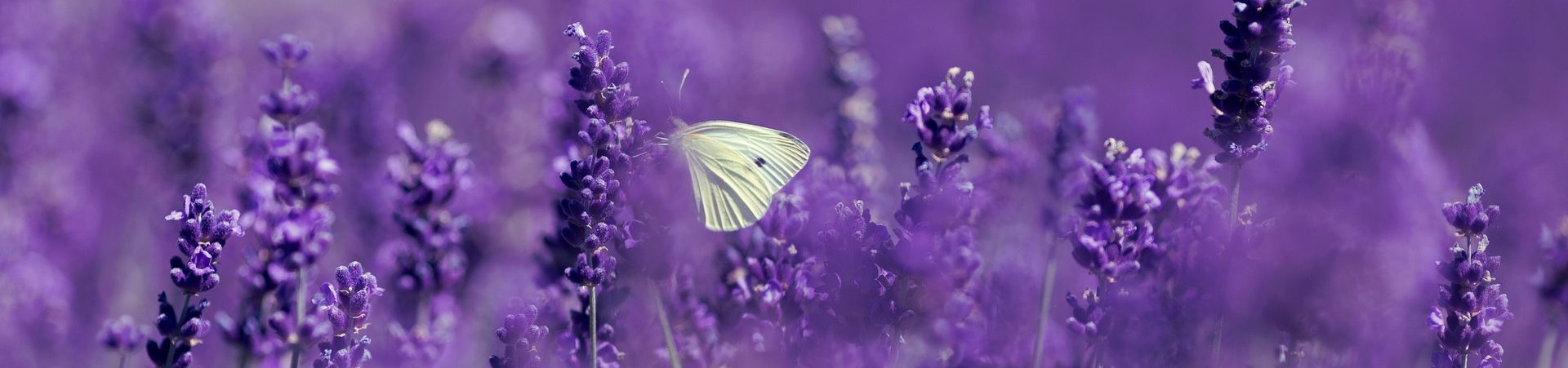 Bild Schmetterling
